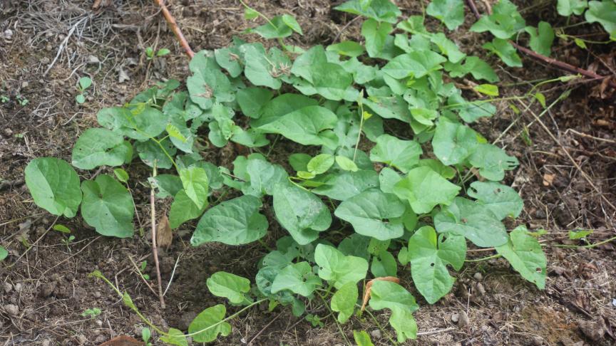 Les liserons se développent plutôt tardivement dans l’année et sont en pleine ampleur en fin d’été.