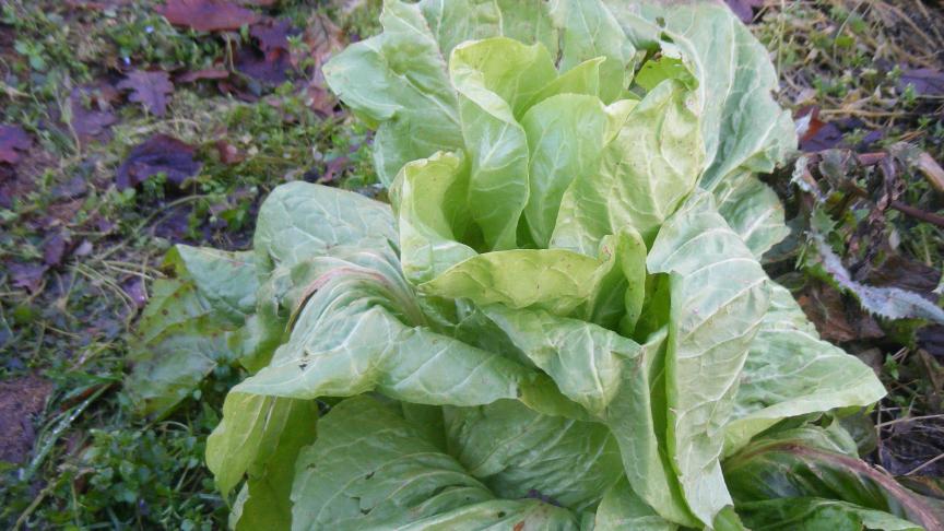 Les épluchures, les feuilles de choux, de laitues ou de chicorées sont des déchets verts et humides. Ils peuvent constituer en volume la moitié des apports.