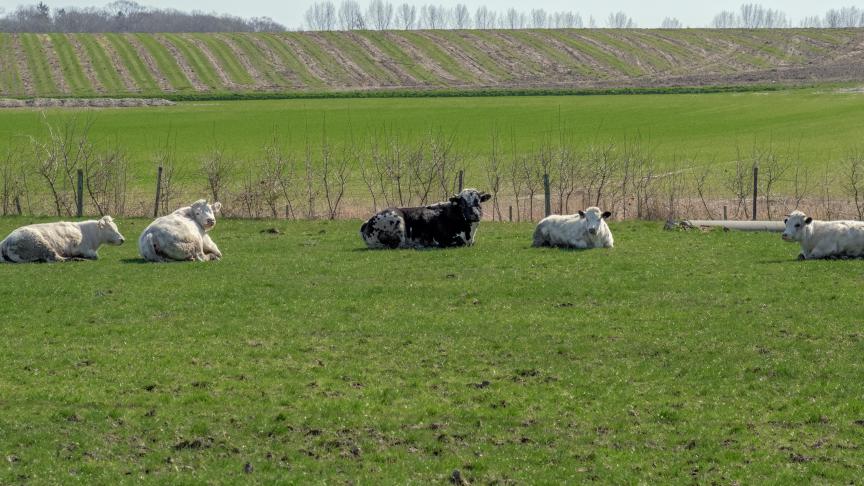 gros-plan-de-vaches-fice-au-repos-dans-un-champ-vert-avec-des-champs-et-des-arbr