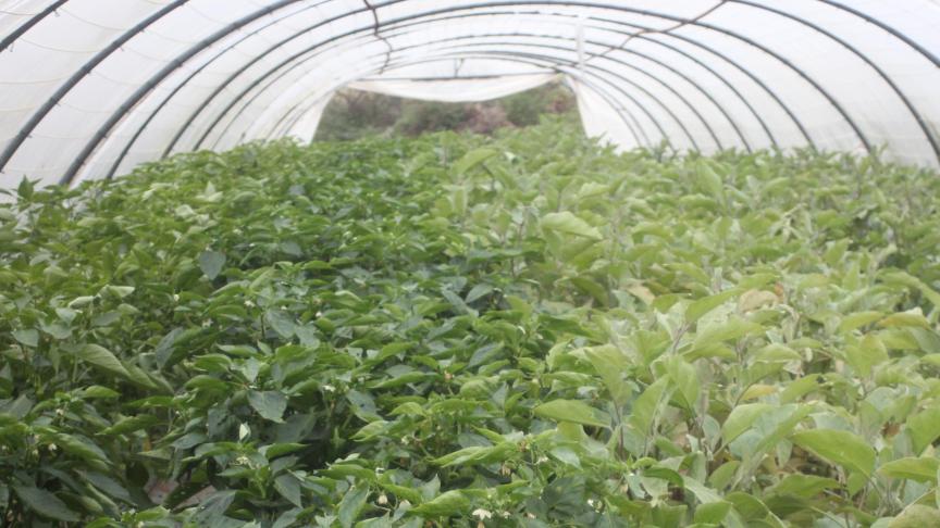 C'est entre deux saisons de culture que la serre peut être nettoyée le plus facilement. Cela permet d’éliminer les débris végétaux qui hébergent des oeufs de ravageurs et des spores de maladies.