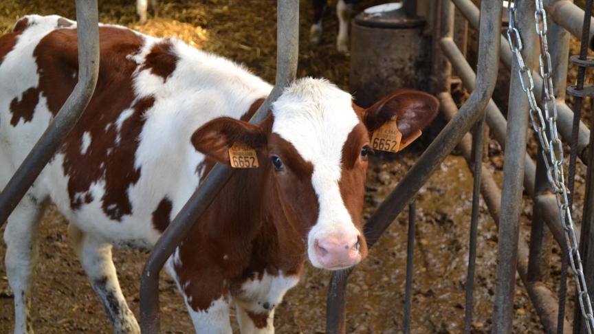 Pour l’un des intervenants, produire moins, dit-il, ne rend pas le monde plus durable; cela déplace seulement les impacts ailleurs.