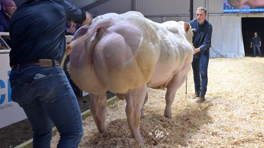Noble de Somme est sans doute  l’individu le plus viandeux parmi  les nouvelles recrues.