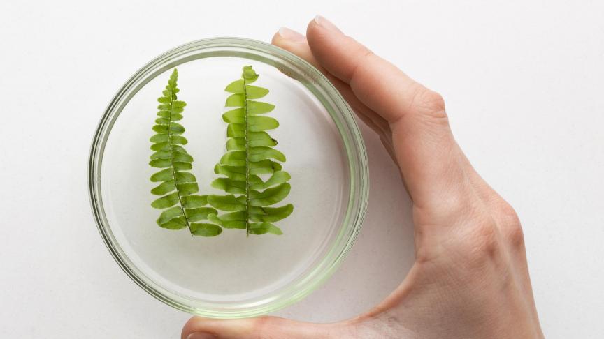 Cette technologie permettra notamment de cultiver des plantes résistantes au changement climatique.