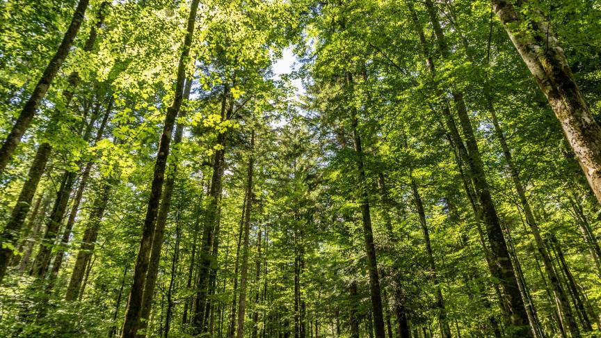 Suite au vote, les ONG environnementales ont dénoncé un enchaînement de renoncements.