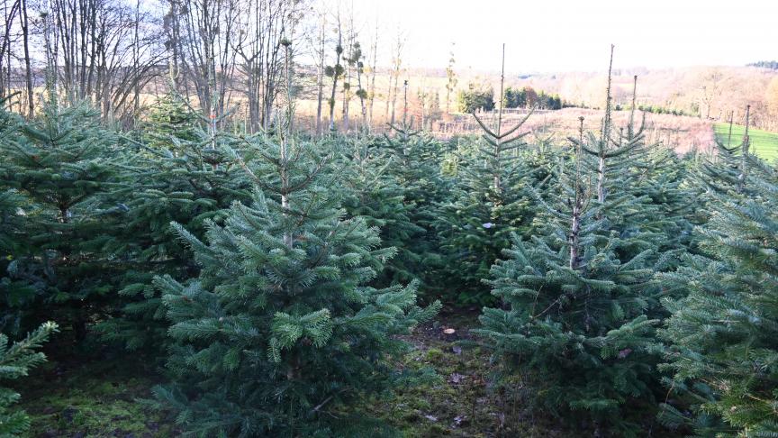 Depuis 35 ans, le ferme Dubois propose des sapins de Noël. Le Nordmann reste la préférence de la clientèle.