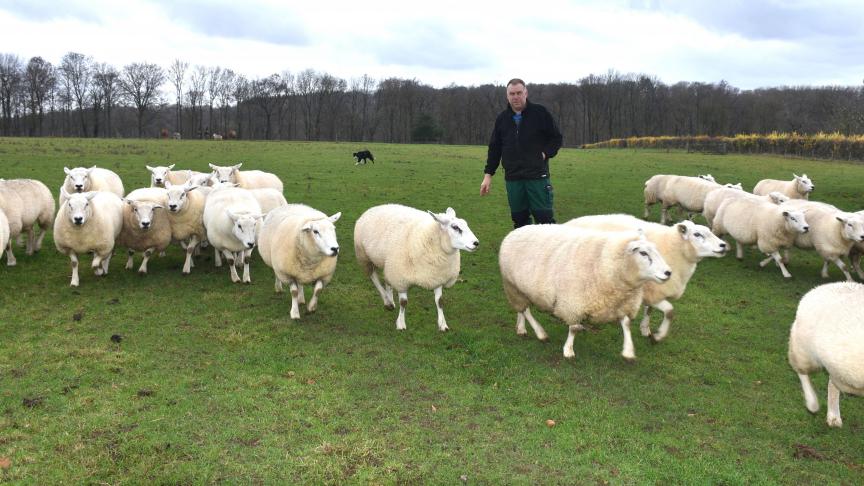 Avec ses 400 brebis, Marc Remy atteint une taille qui lui permet de vivre de son troupeau sans en perdre la maîtrise.