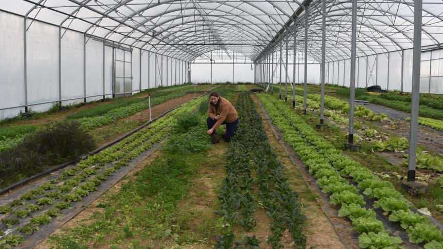 Sur plus de 4 ha, Sophie Caillau cultive une cinquantaine de légumes différents, selon les saisons et les sols : salades fragiles, racines profondes, tomates sous serre, courges du plein champ.