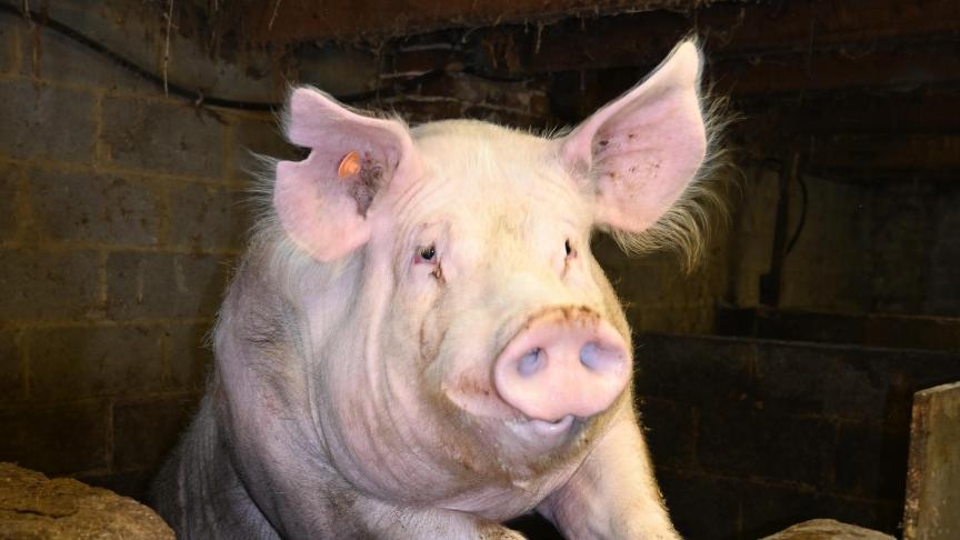 Les scientifiques peuvent, grâce à des modifications génétiques, rendre les porcs résistants à la peste porcine classique.
