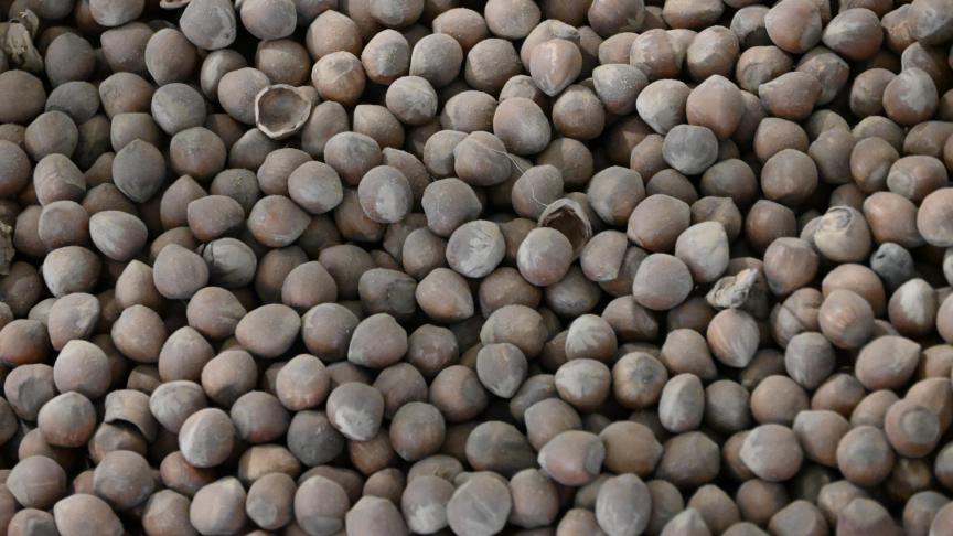 Parmi les lauréats, figure notamment Agronuts, primé pour son projet de production de noisettes bio belges.