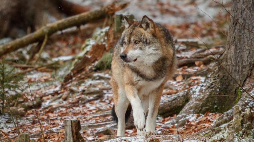 Une vingtaine de loups sont recensés actuellement en Wallonie.