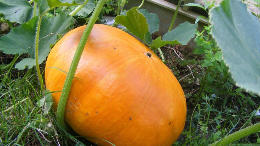 Profitons de la période hivernale pour refaire l'inventaire de nos besoins en nouvelles semences. C'est l'occasion de tester de nouvelles variétés.