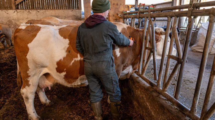 La vaccination implique notamment la perte du statut indemne sans vaccination.