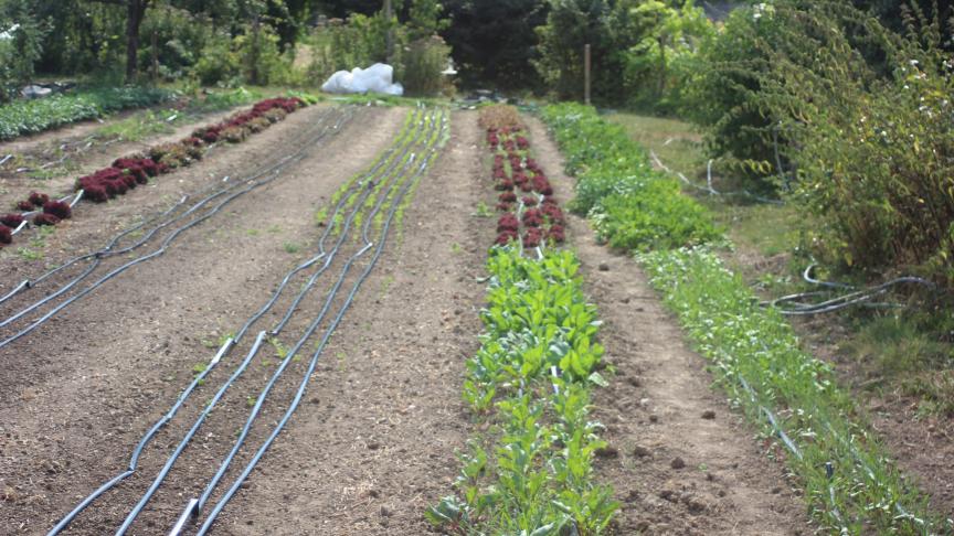 L'espace entre deux haies brise-vents est valorisé au mieux au profit de la qualité des productions.