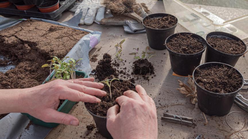 young-plants-4892085