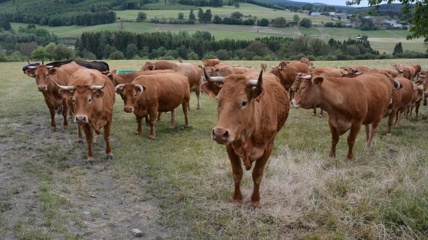 L’indice consacré au prix de la viande  a progressé de plus de 5,1 % entre 2024  et 2025, poussé notamment par la hausse des cours mondiaux de la viande bovine.