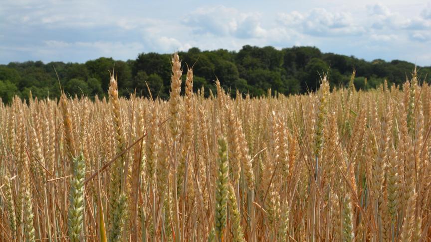 Les stocks planétaires de grains atteindraient 588 Mt  en 2030-2031, contre 619 Mt cinq ans plus tôt.