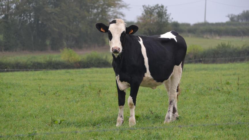 Le parlement prépare un rapport d’initiative sur l’élevage et les épizooties, tandis que  la commission s’est engagée à présenter, avant la fin du deuxième trimestre,  une stratégie européenne dédiée au secteur.