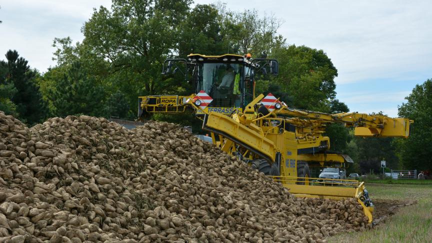 Durant cette campagne, environ 100 t/ha de betteraves ont été récoltées en moyenne, avec une teneur en sucre supérieure à 18%. Soit bien plus que lors de la campagne précédente.