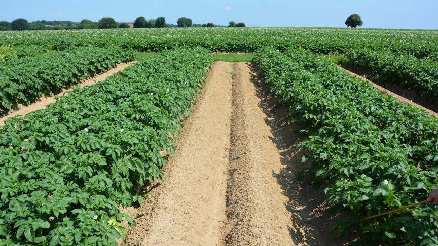 Pour Phytoweb, ces mesures sont nécessaire dans l’objectif de maintenir l’aclonifène sur le marché belge.