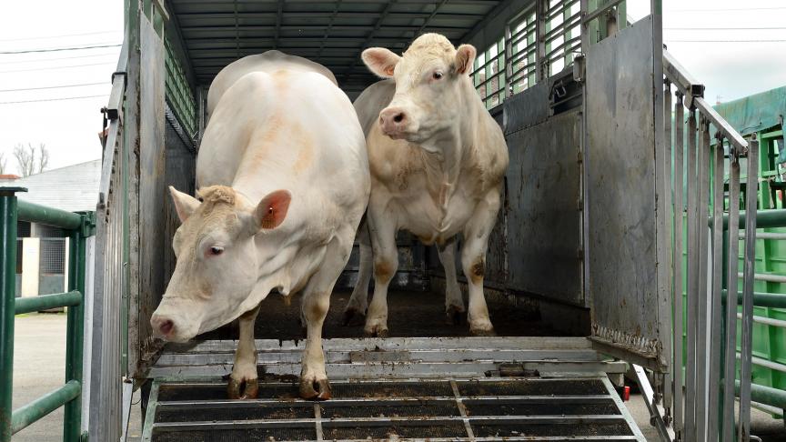 L’Agence examinera notamment si les mesures de nettoyage et de désinfection dans les transports ont bien été respectées.