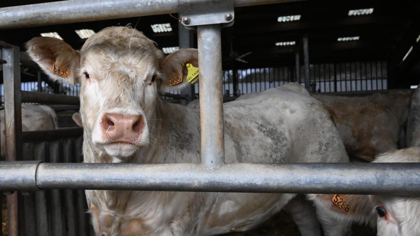 Les importations de bovins français vers la Wallonie ont plus que doublé en 2025 alors que la DNC et la MHE circulent parmi certains de ces troupeaux.