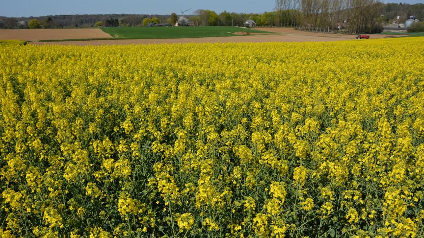 Le rendement et les prix du colza fluctuent d’une année à l’autre, ce qui se ressent sur la marge brute.