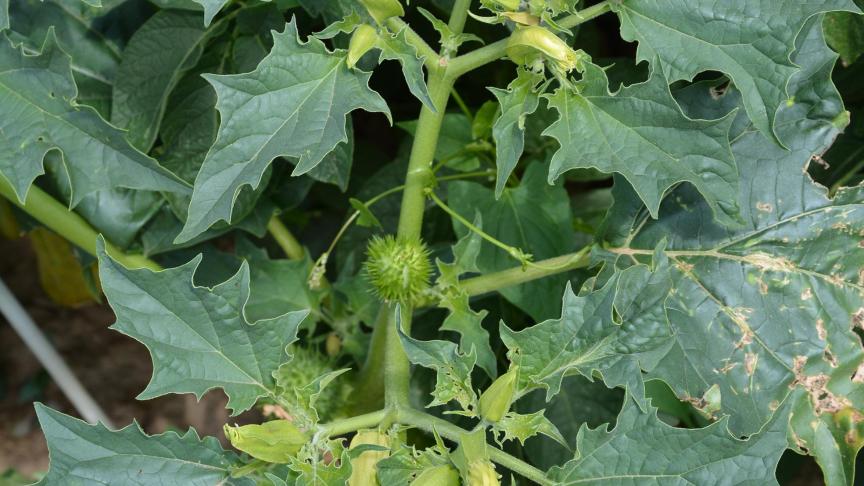 Le seuil de non conformité a été fixé à dix plantes  au stade de production de graines par hectare.
