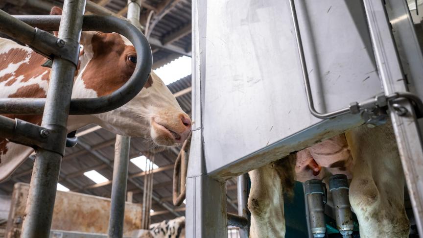 Pour les fermes avec salle de traite et avec robot, les revenus sont presque équivalents, cependant ils sont obtenus de manière différente.