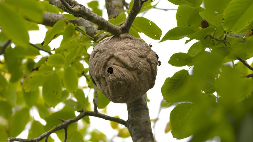 Grâce à une approche coordonnée, la Province entend limiter la prolifération des nids et protéger durablement la biodiversité locale.