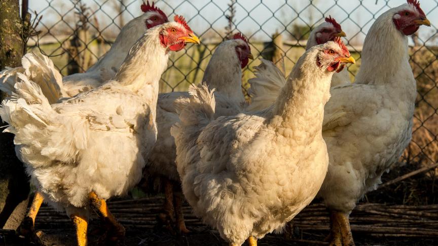 En 2025, le secteur avicole continue de battre des records.