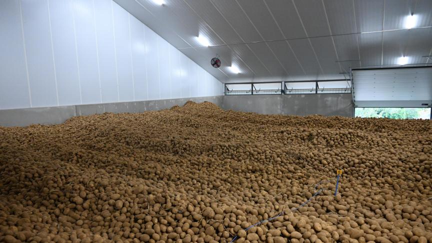 Le dégagement précoce concerne 22% de la récolte initiale de pommes de terre de consommation, correct en proportion de la récolte initiale mais insuffisant pour dégager le surplus de production en tonnage.