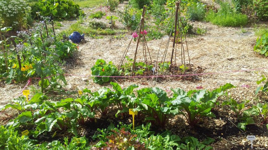 Le potager est développé selon les spécificités locales. Les zones moins faciles à ameublir resteront des chemins, celles naturellement plus meubles seront occupées par des légumes dont on récolte les racines.