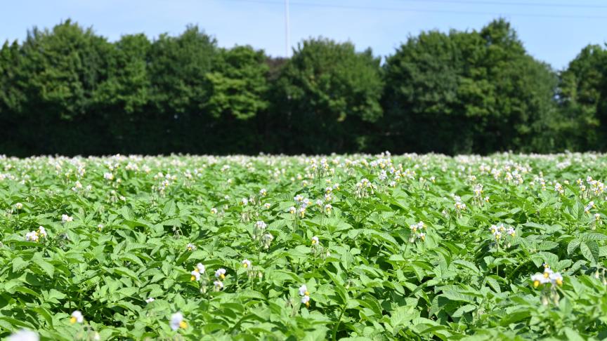 En 2006, une seule variété robuste était disponible. Aujourd’hui, ce n’est pas moins de 47,  qui prennent une place de plus en plus importante dans les campagnes.