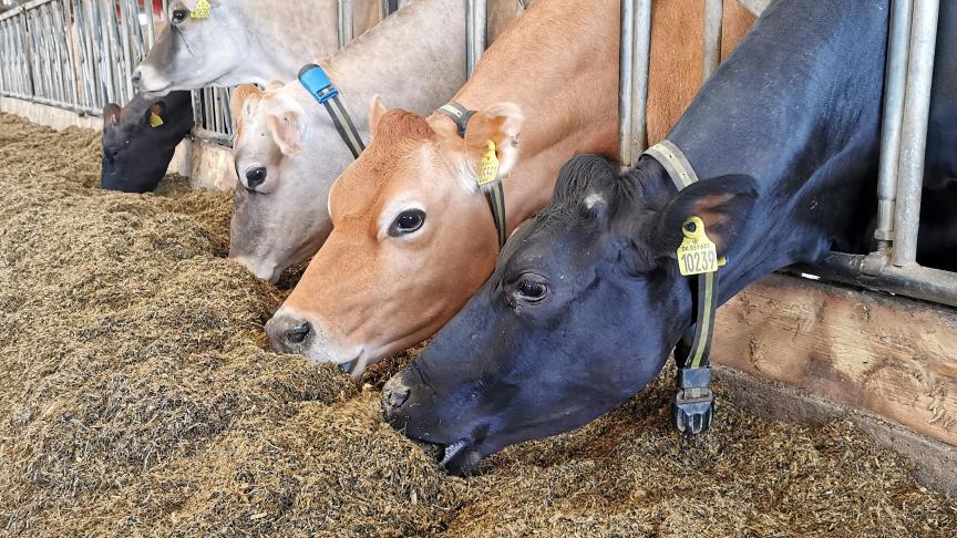 À ce jour, plus de 500.000vaches dans le monde sont traitées avec ce produit.