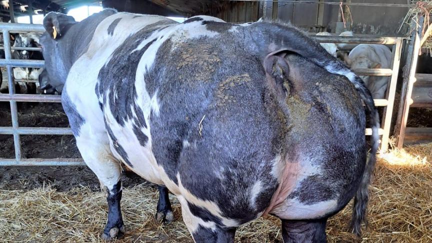 Ona van de Kerkenhofstede, de la famille Gillis, affiche un pedigree impressionnant,  avec trois générations de taureaux BBCI comme pères.