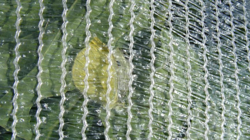 Sous les filets, les ravageurs emprisonnés poursuivent leur cycle sans la menace des auxiliaires. D'où l'importance de partir d'une plantation saine et de placer les protections à temps.