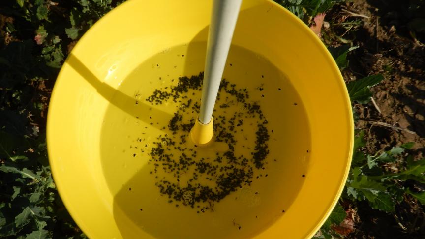 Des charançons de la tige ont été capturés en masse ces derniers jours.