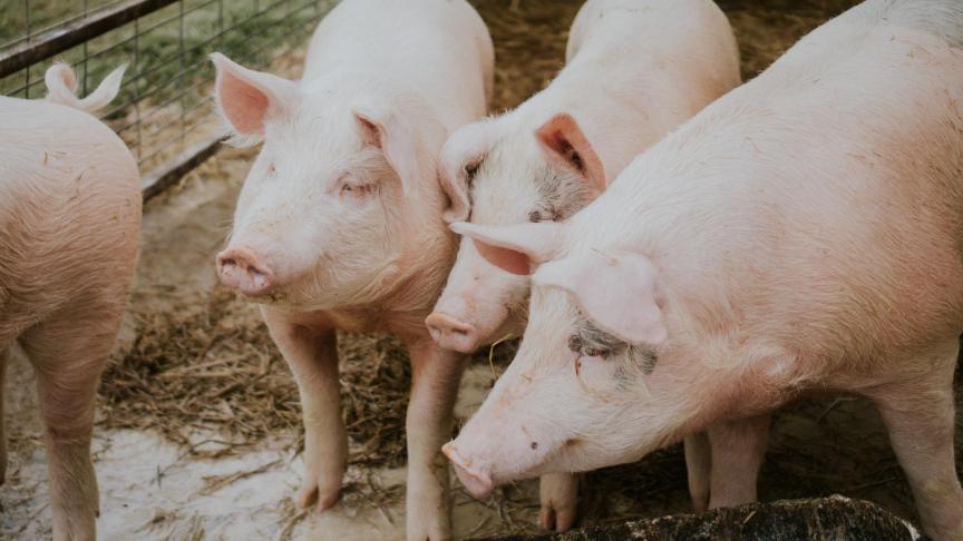 Parmi les dispositions susceptibles de concerner le secteur agricole figure la création d’une base légale pour des centres de réhabilitation destinés aux animaux issus d’exploitations.