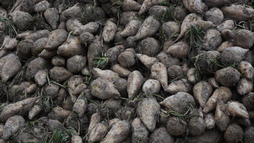 A l’aube des semis, le prix du sucre s’est écroulé  de 27,3 % par rapport à février 2025.