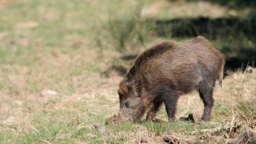 Le logiciel aide les  experts agronomes  à estimer au plus juste  le montant des dégâts  de la faune sauvage.