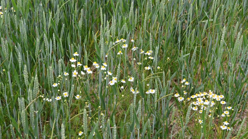 En cas de mélange d’un produit antidicotylée avec un antigraminée, il importe de s'assurer de l'absence d'effet antagoniste, qui réduirait l'efficacité d'au moins un des partenaires par rapport à son utilisation seul.