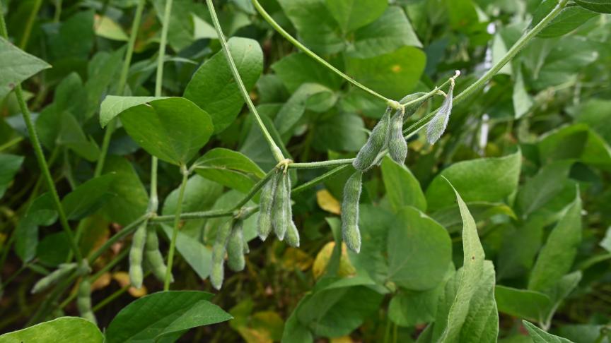 Pour les agriculteurs, outre l’itinéraire phytotechnique, la question du prix d’achat de la culture demeure cruciale pour envisager son potentiel développement en Wallonie.