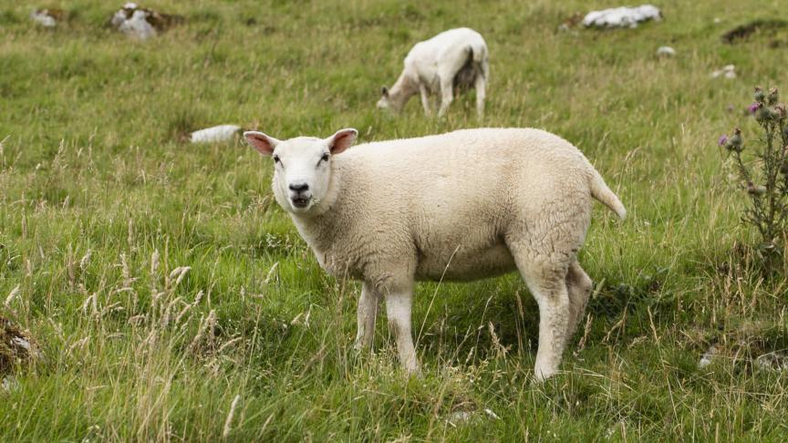 Selon la Commission européenne, les quotas accordés à l’Australie seront mis en œuvre progressivement et représentent 0,5% de la consommation européenne pour la viande de bœuf et environ 4% pour les viandes ovines et caprines.