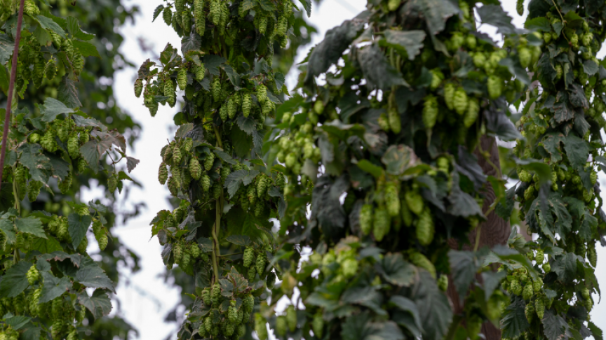 La région de Poperinge est historiquement connue pour ses champs de houblon.