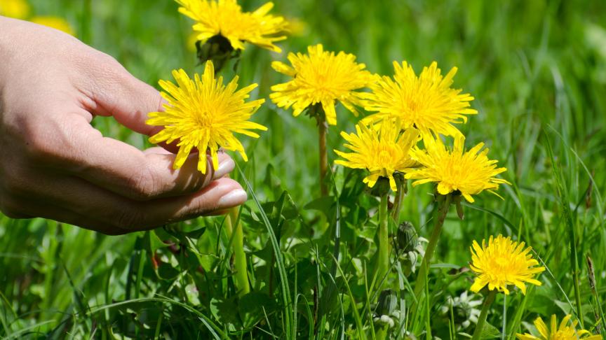 closeup-shot-human-hand-cropping-yellow-dandelion-from-green-grass