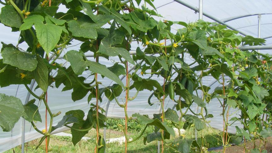 Selon les relations avec la clientèle locale, il peut être judicieux de ne pas remplir complètement les serres durant les deux mois d'été, quitte à privilégier la production de primeurs. Chaque ferme a ses propres réalités.