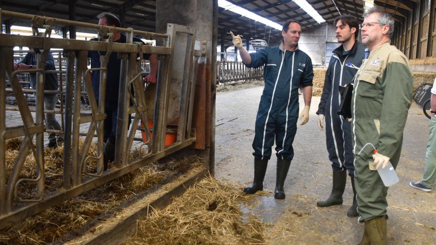 Sur le terrain, un étudiant, épaulé par deux  vétérinaires, va examiner une vache malade.