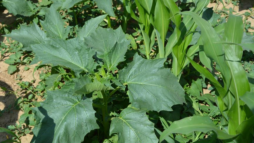 Il est essentiel de maîtriser rapidement les foyers naissants en empêchant toute montée à graines et en maintenant une pression inférieure à 10 plantes/ha.