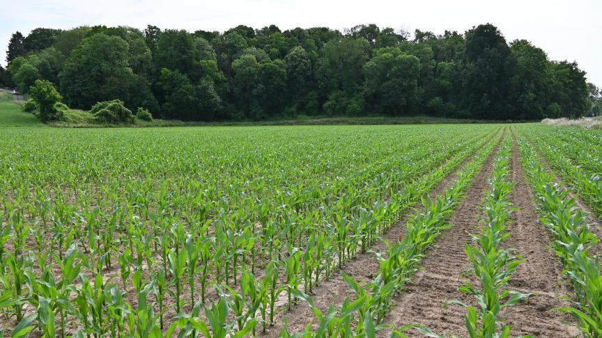 L’éco-régime « Réduction d’intrants » prévoit une prime pour les agriculteurs qui s’engagent soit à ne pas utiliser certaines molécules phytopharmaceutiques.