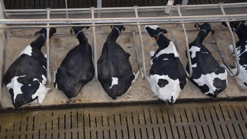 Au cours des trois années d'utilisation de Bovaer en Flandre, aucun problème de santé n'a été signalé chez les bovins.